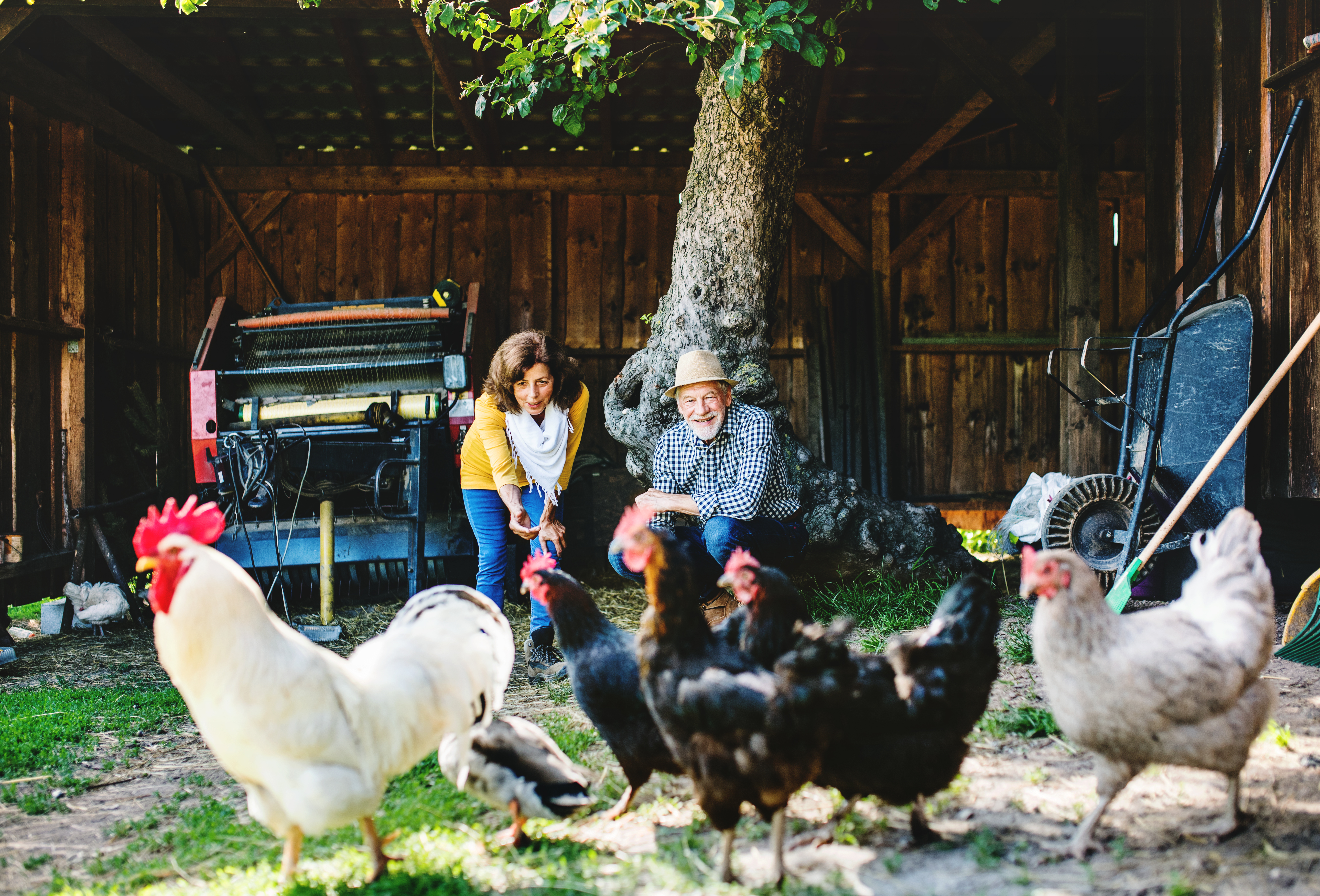 A senior couple feeding hens on their country farm