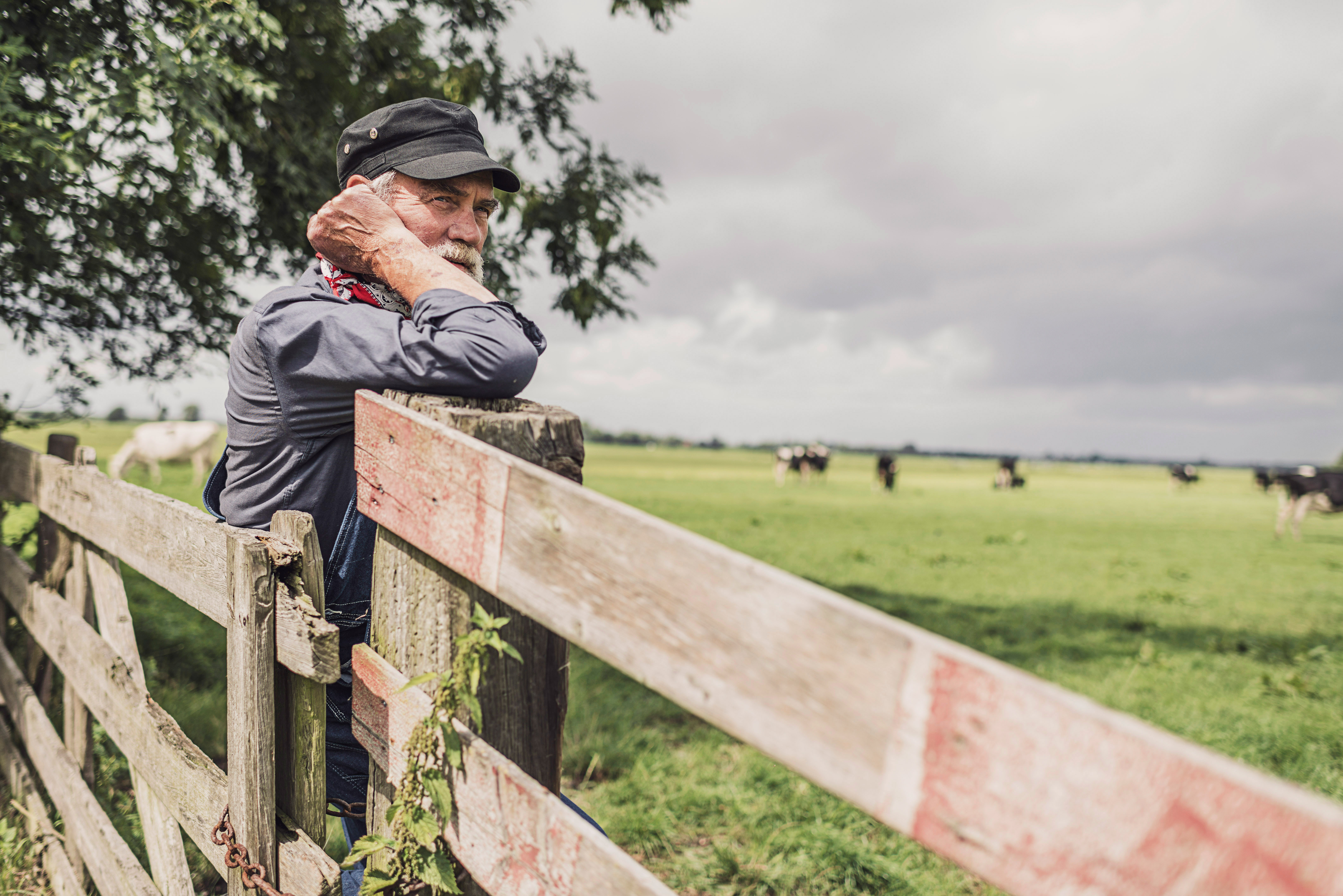 Elderly farm worker tending his cattle on a pastoral homestead