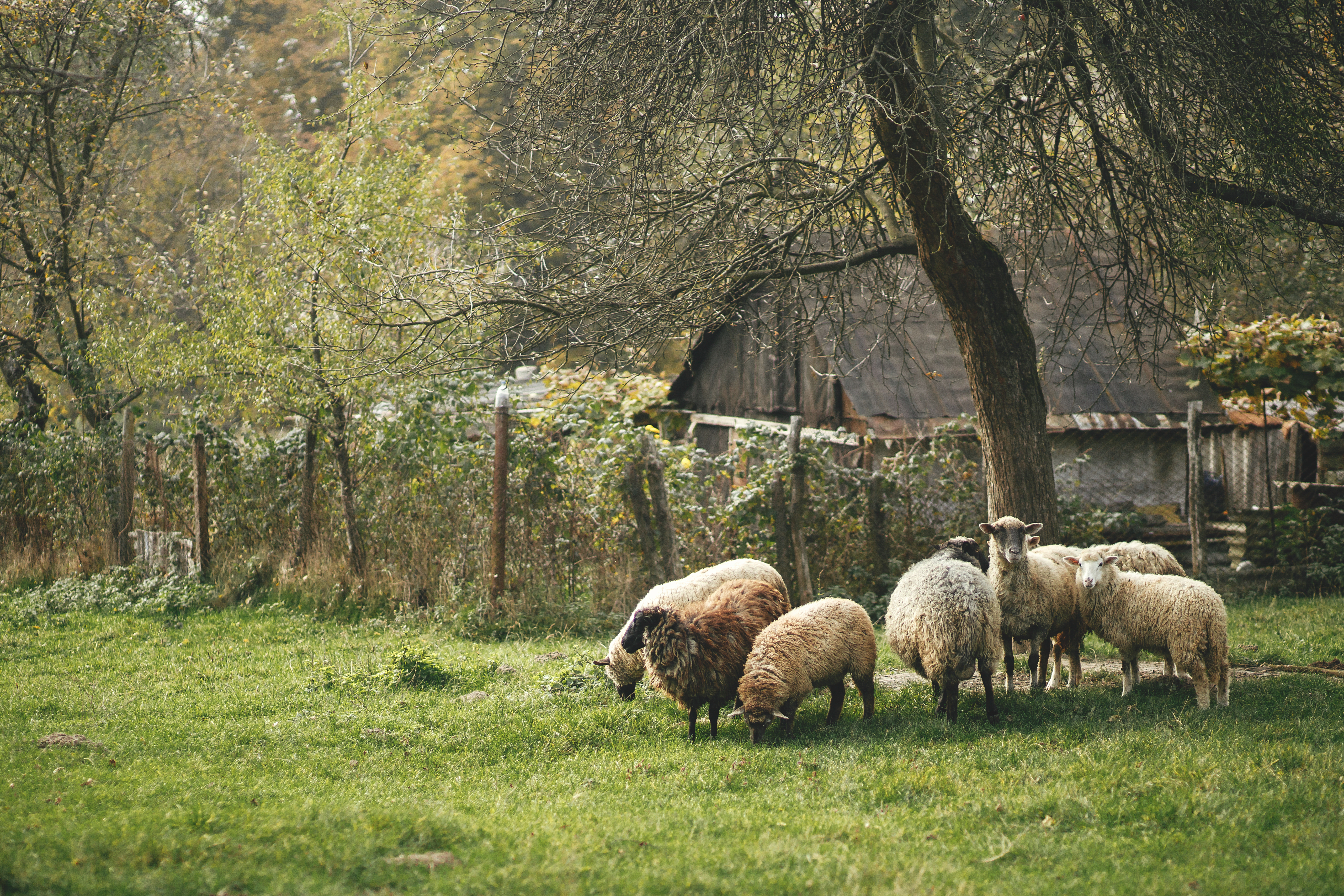 Sheep grazing on a green meadow under a tree in the countryside