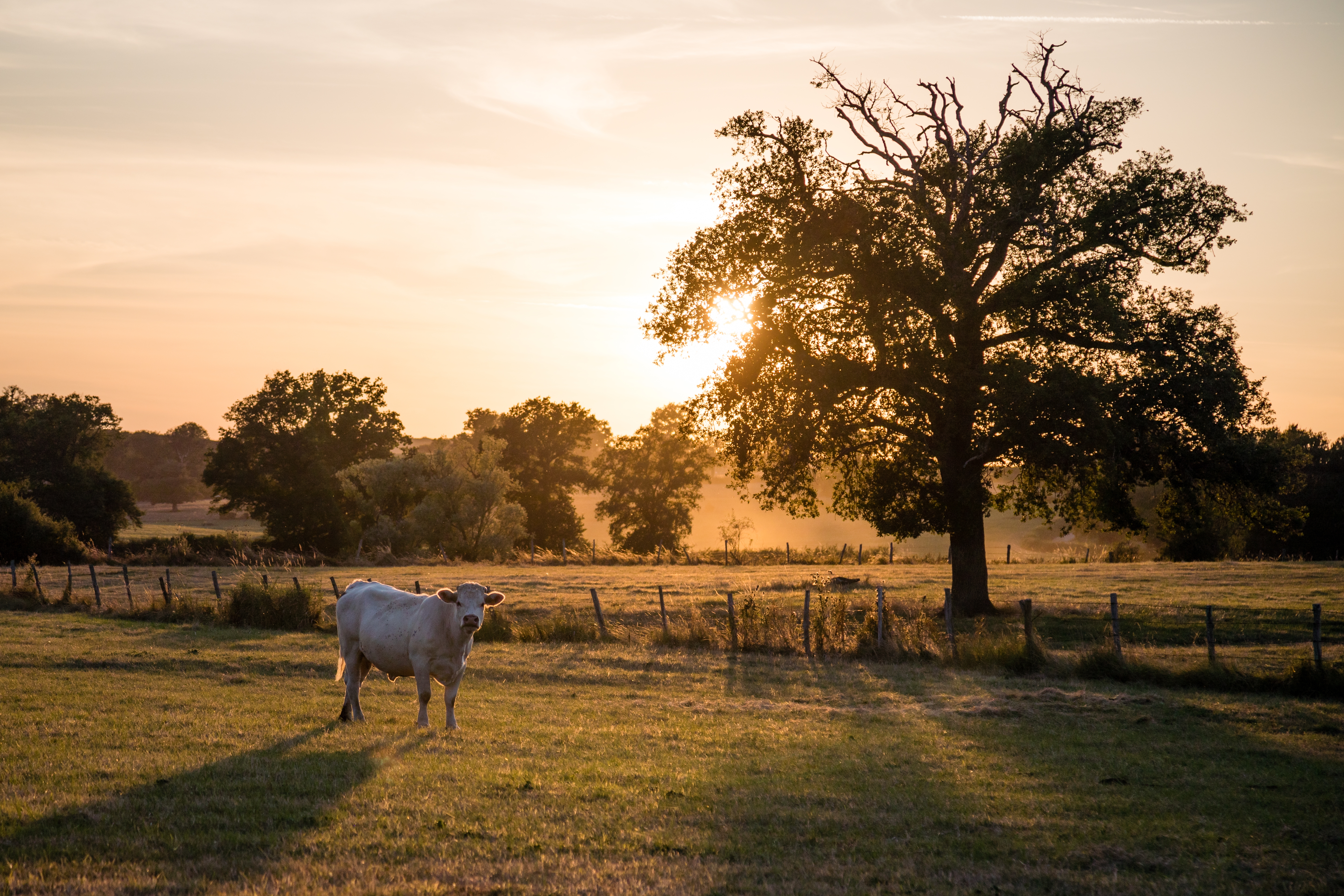 White cow grazing in a lush green meadow at sunset